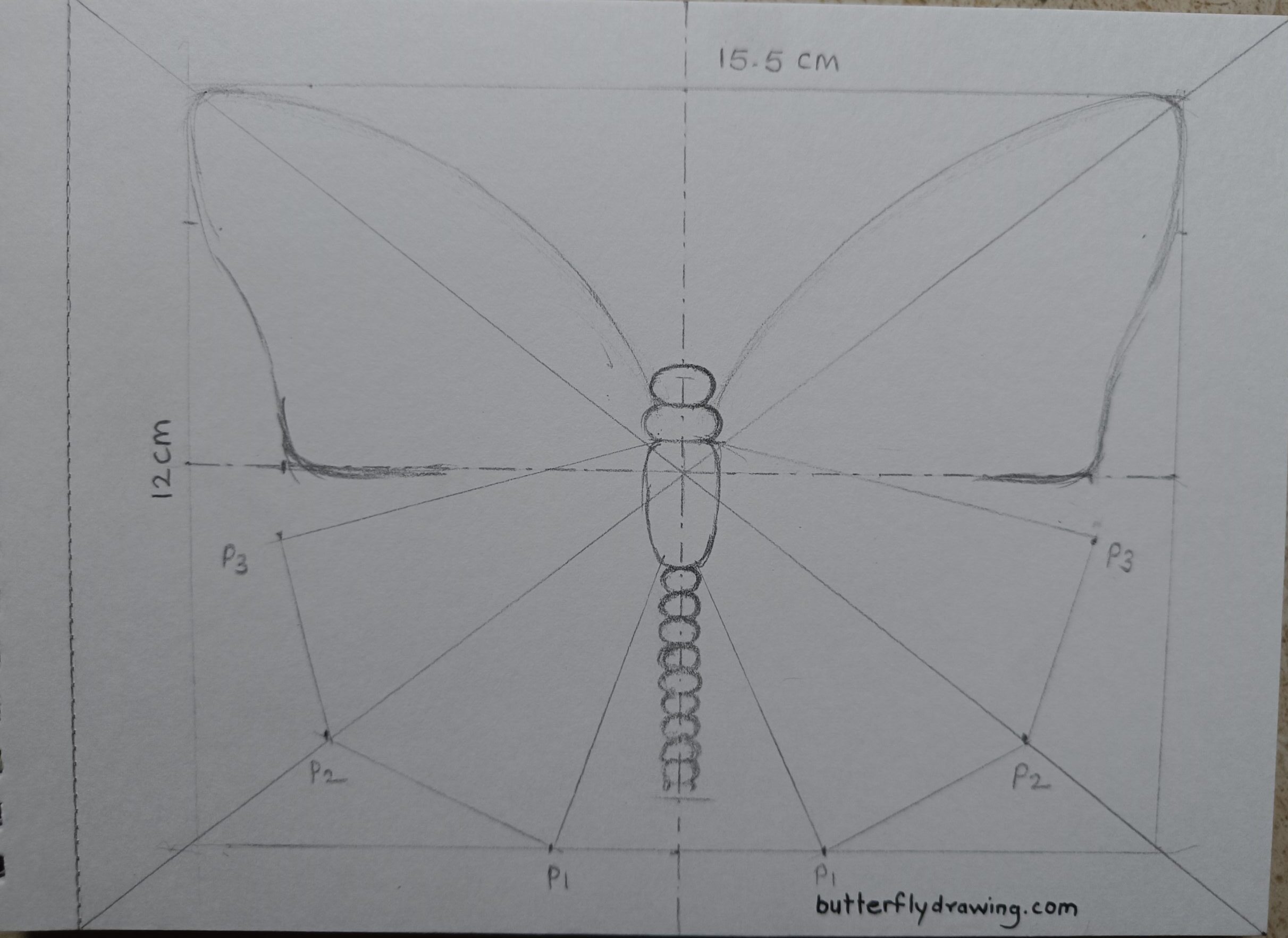 Monarch Butterfly Drawing steps