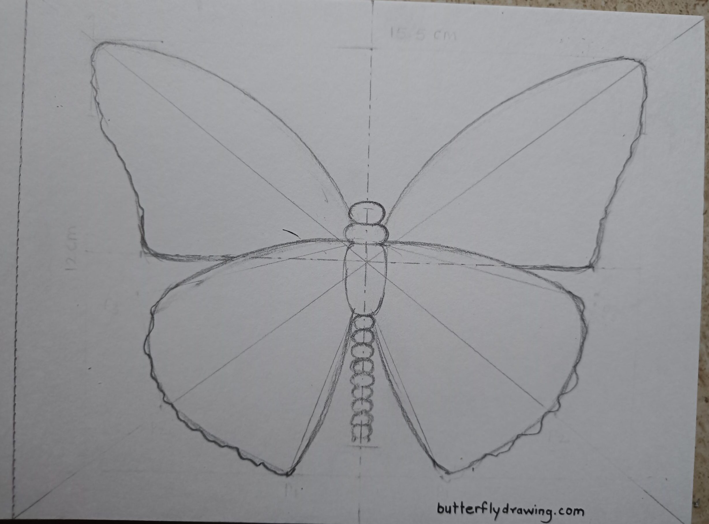 Monarch Butterfly sketch