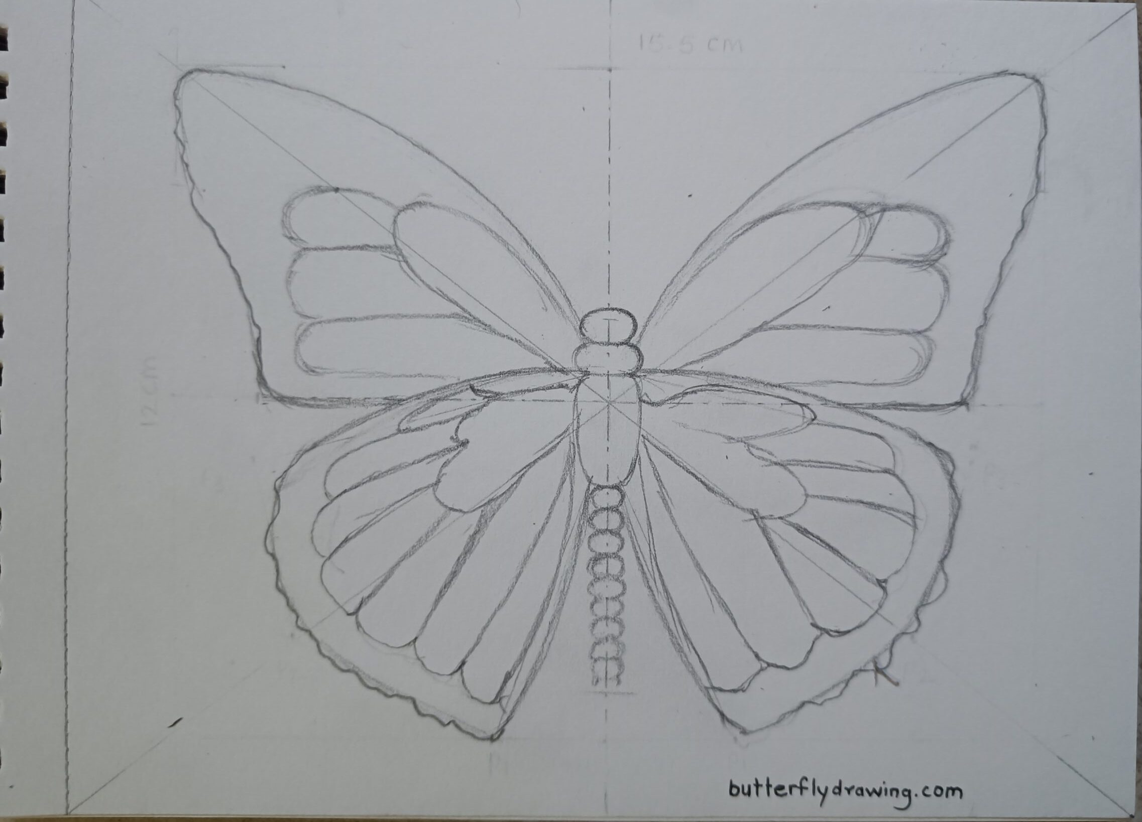 Easy Step to Draw Monarch Butterfly Drawing