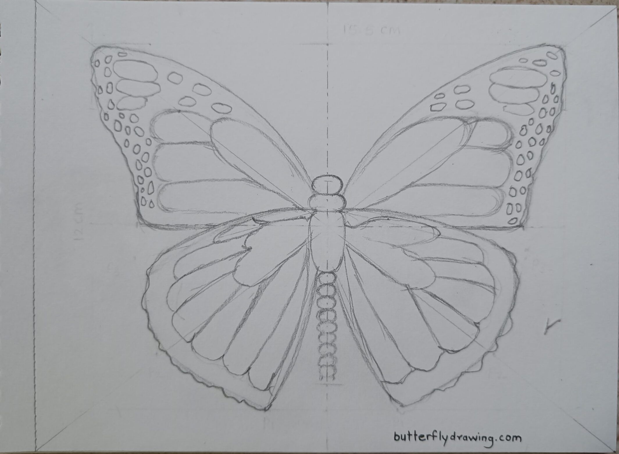 Step of Monarch Butterfly Sketch