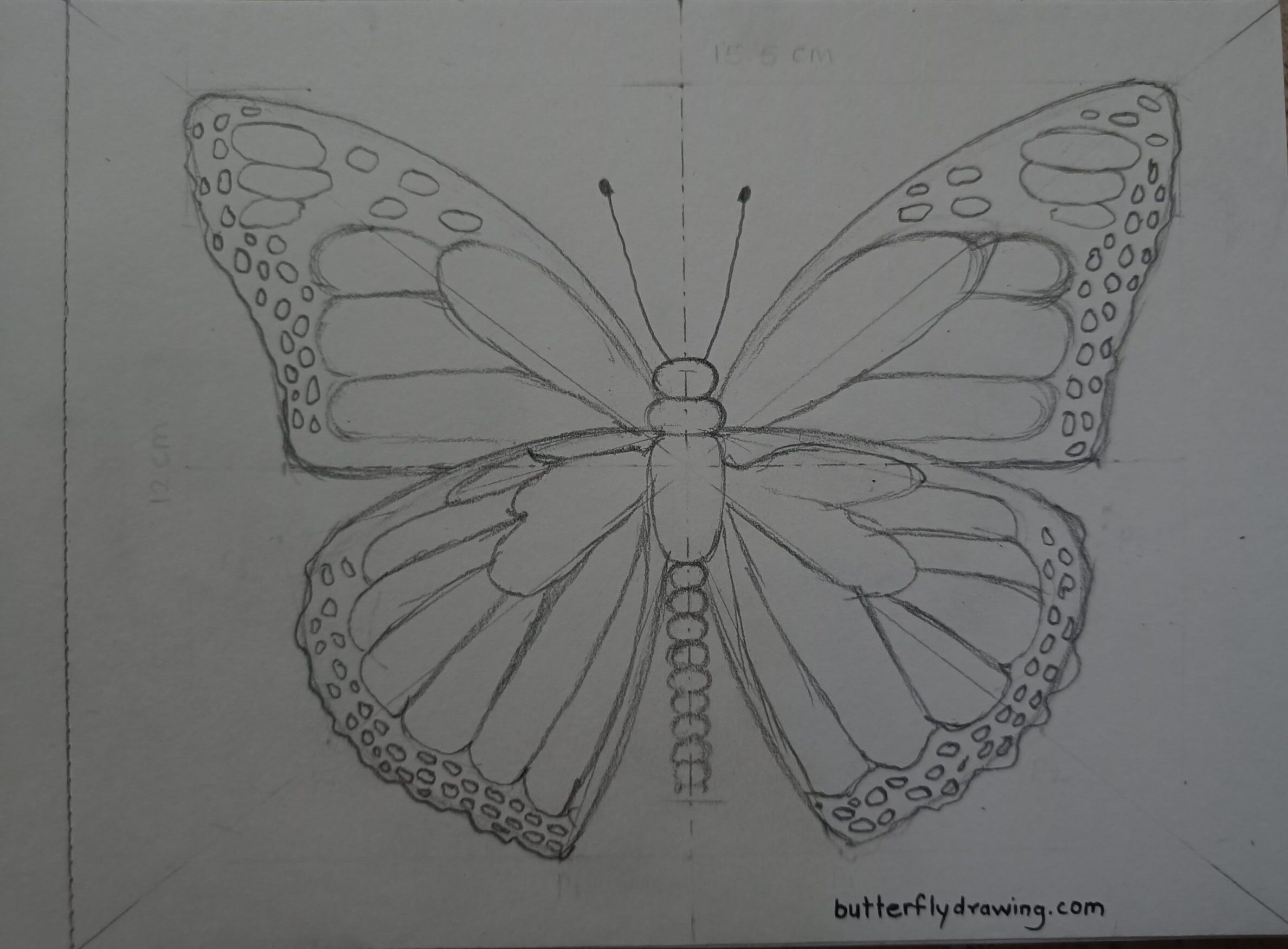 Monarch Butterfly Sketch with step by step