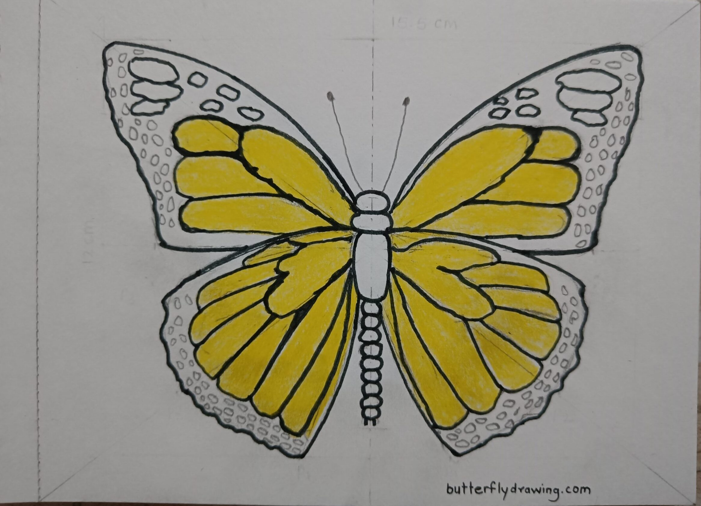 Easy Step to Draw Monarch Butterfly Drawing