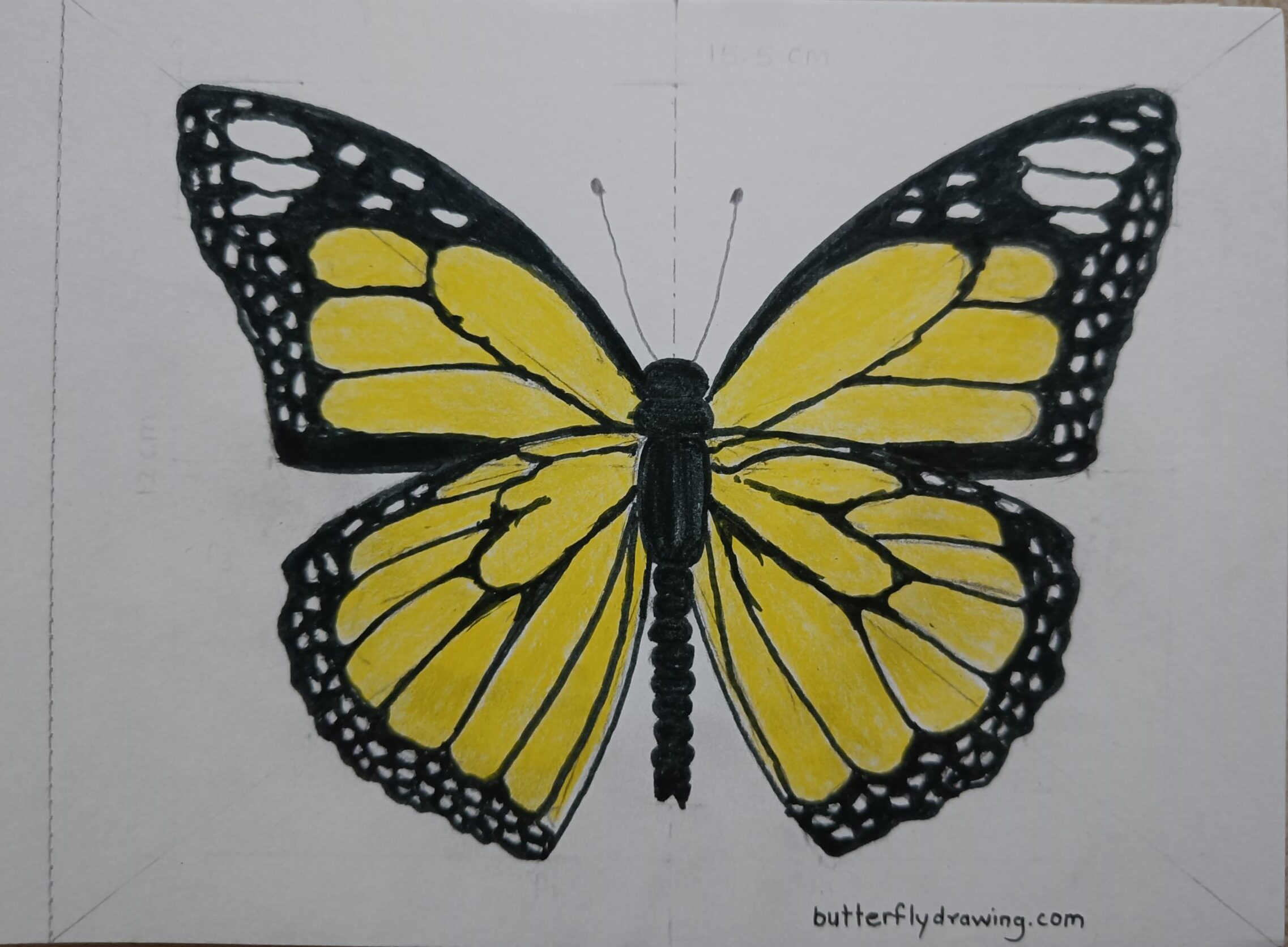 Colour Monarch Butterfly Drawing