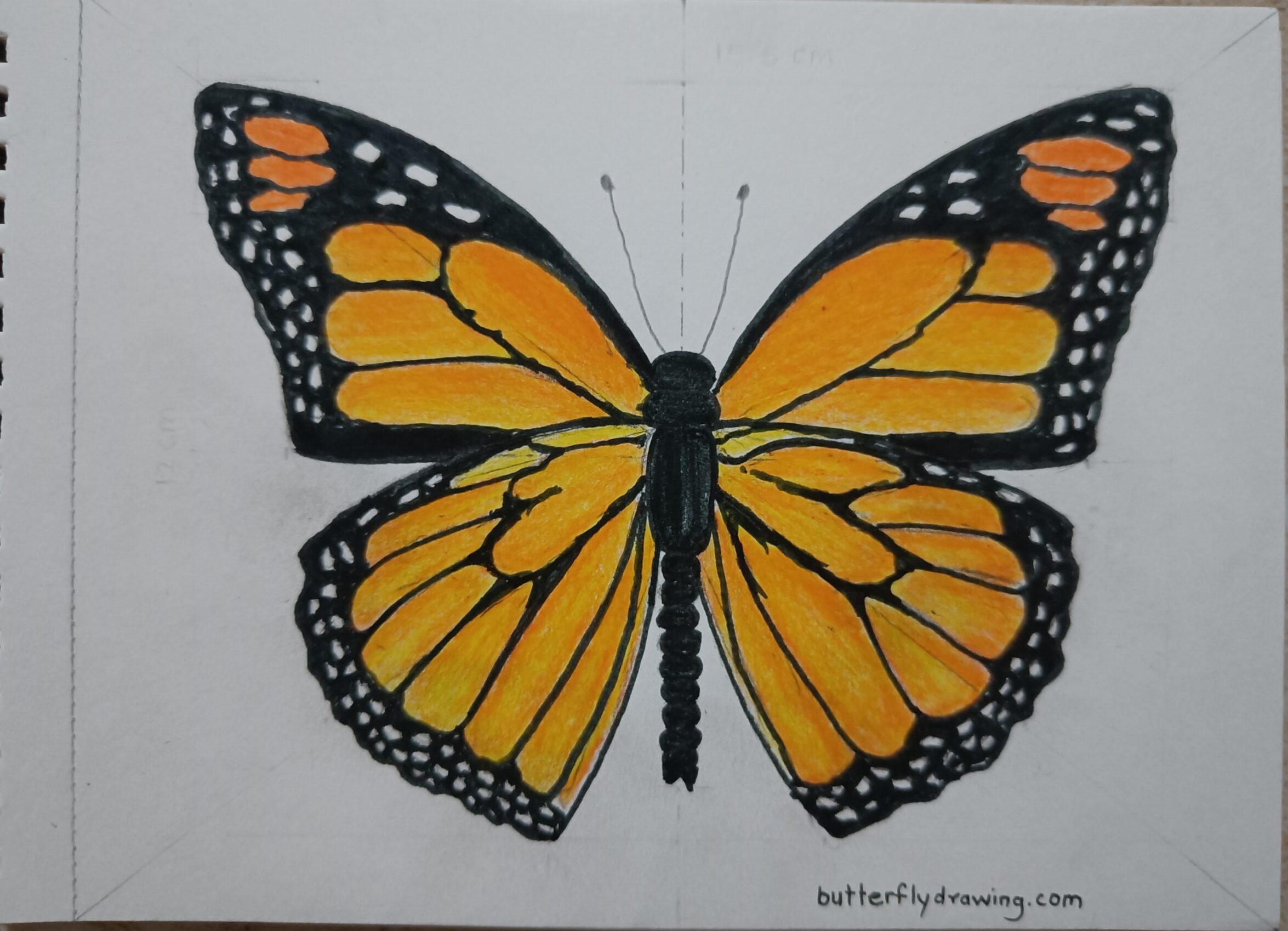 Colourful Monarch Butterfly Drawing