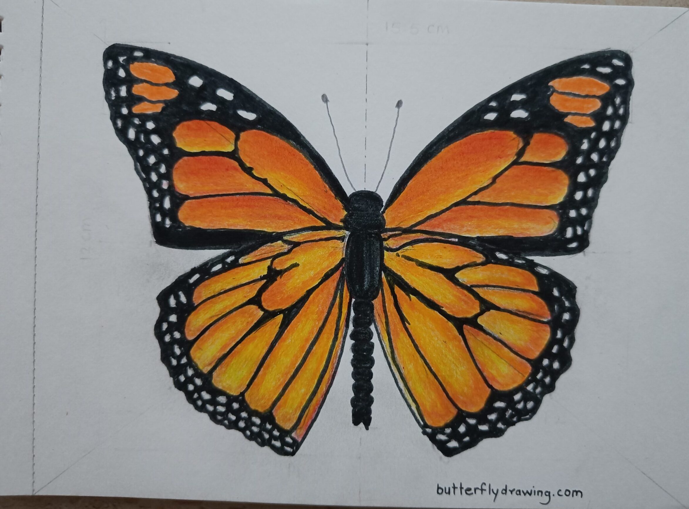 Saffron Colour Monarch Butterfly Drawing