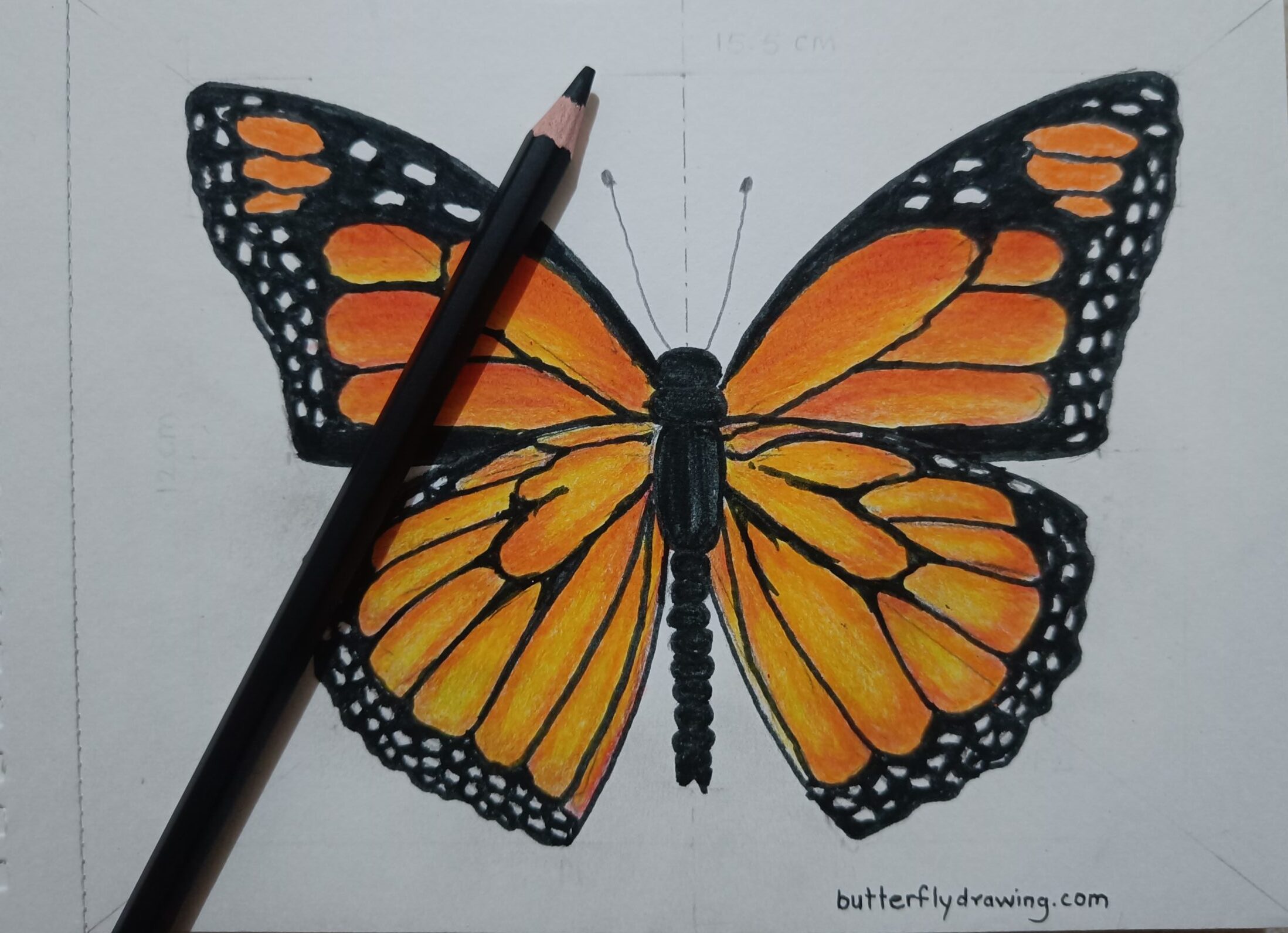 Colour Monarch Butterfly Drawing sketch