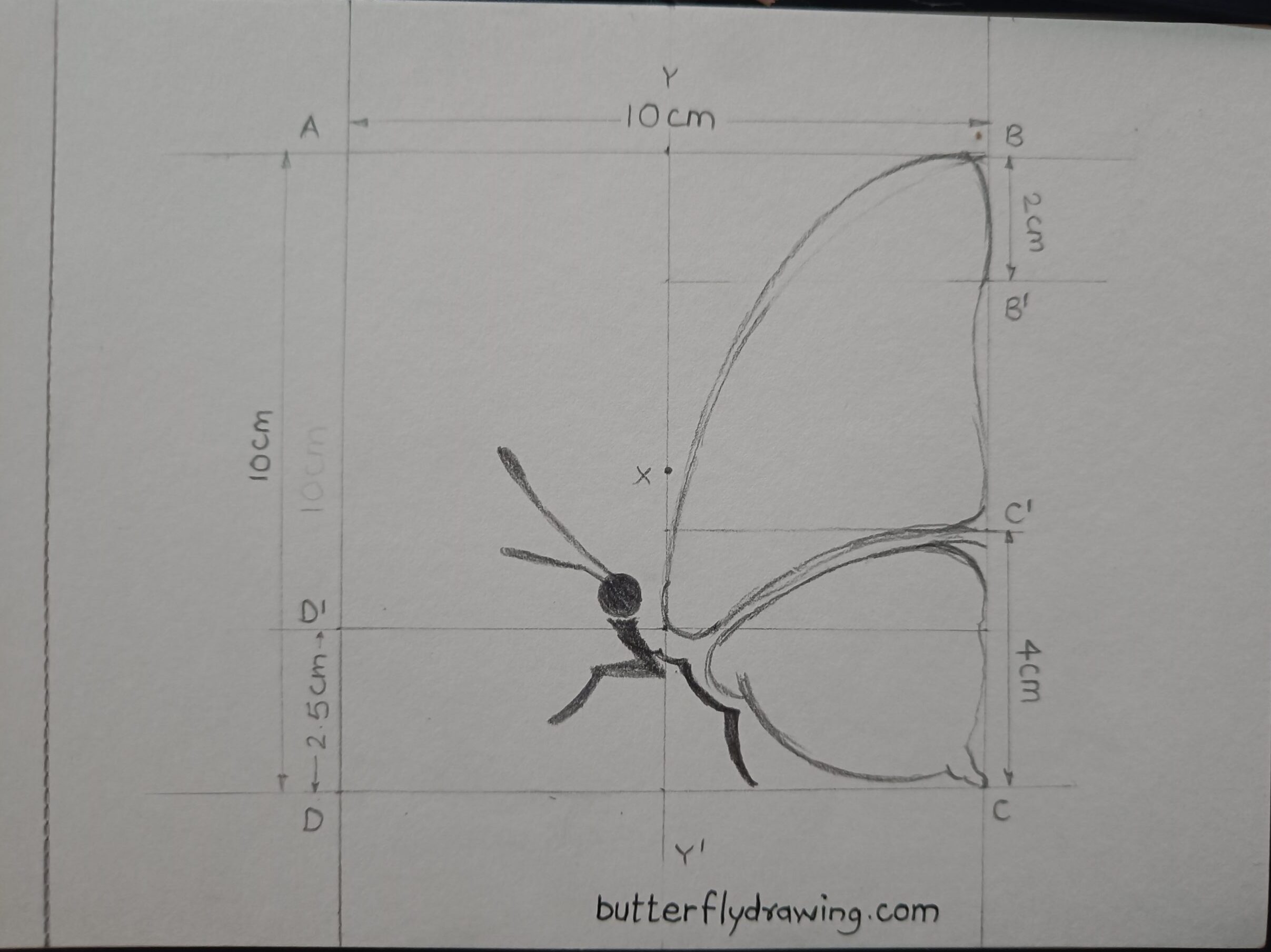 step by step butterfly drawing