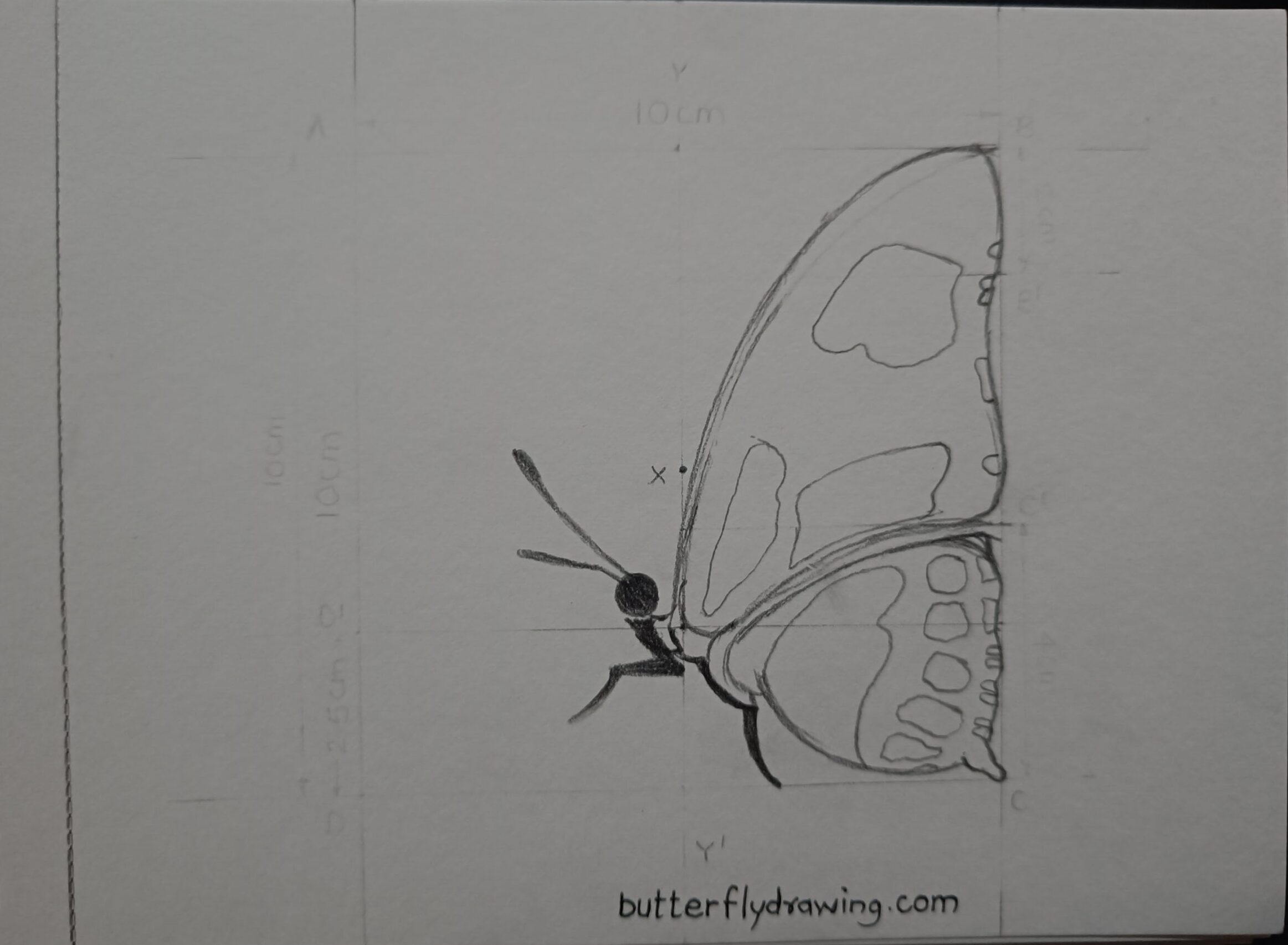 Side Butterfly Drawing