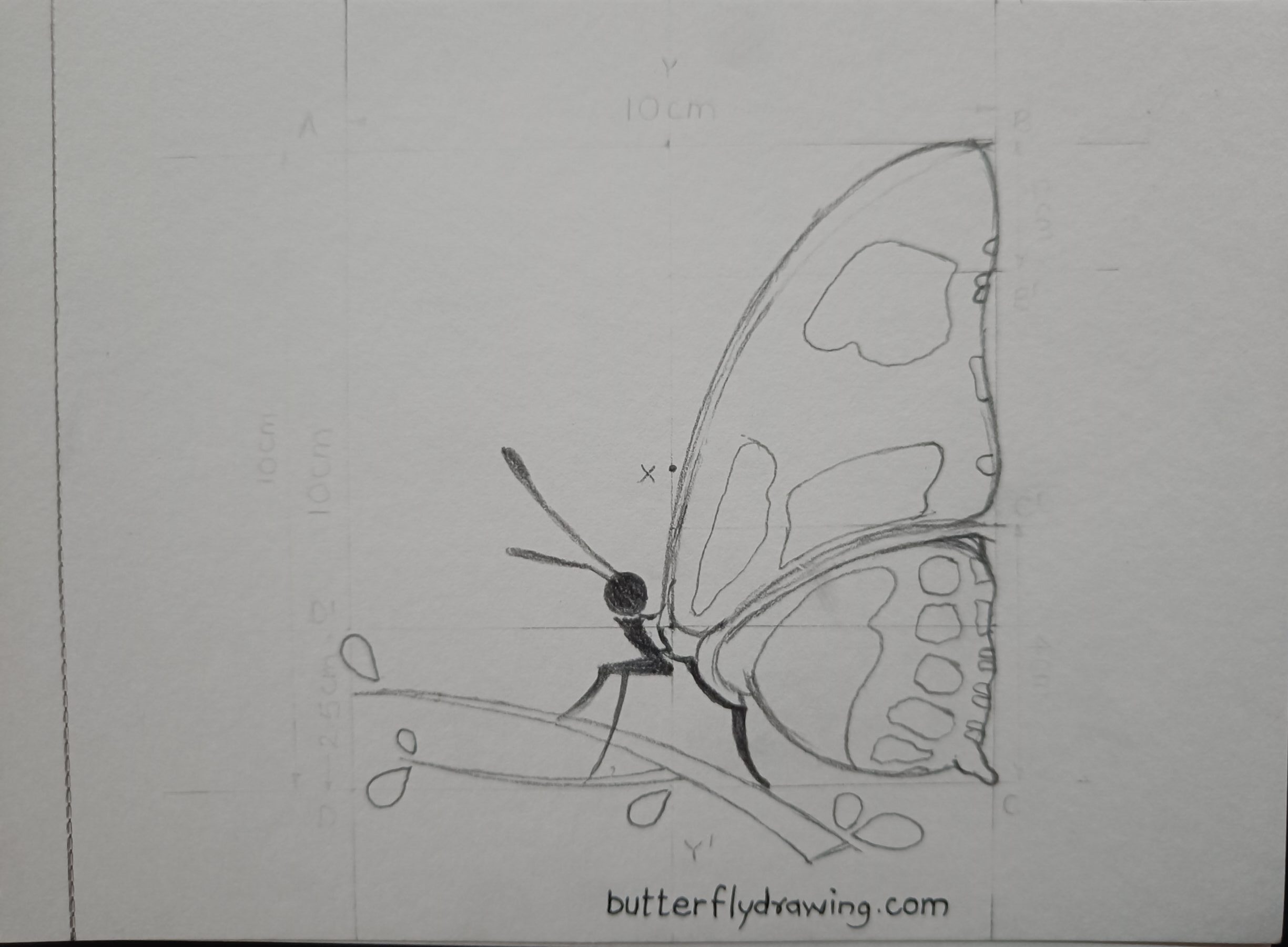 Side Butterfly Drawing idea