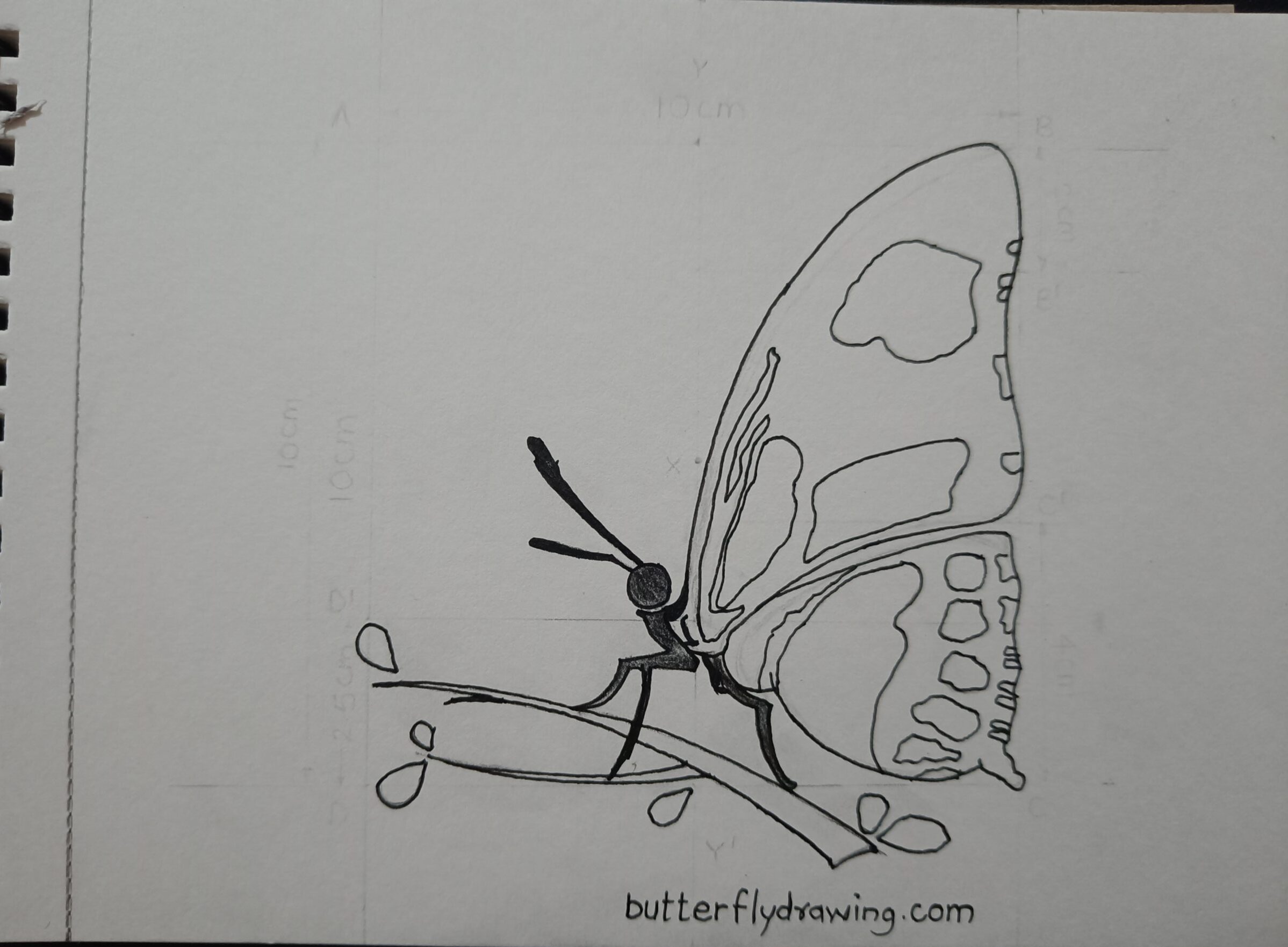 Side Butterfly Drawing