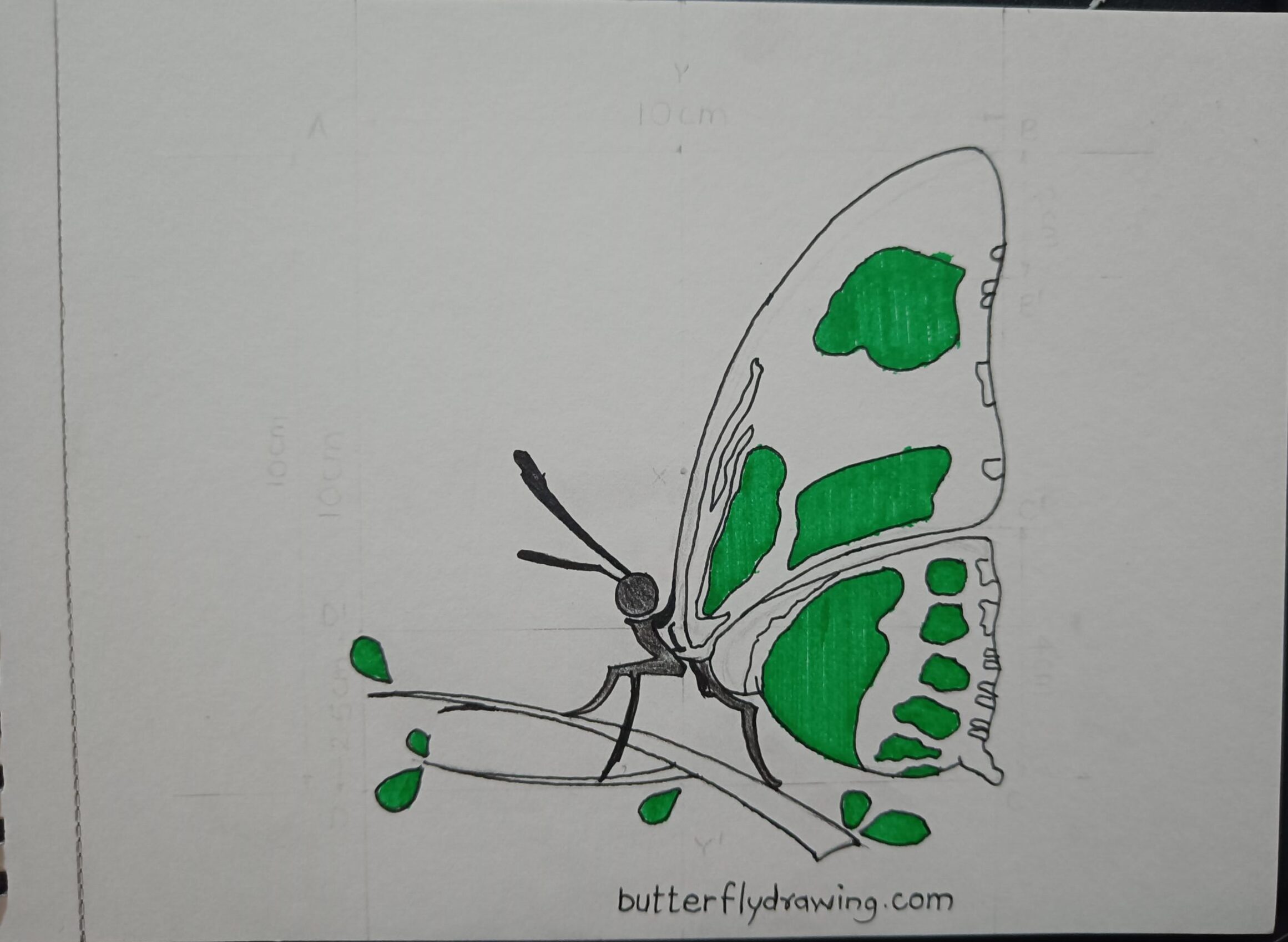 Colourful Side Butterfly Drawing