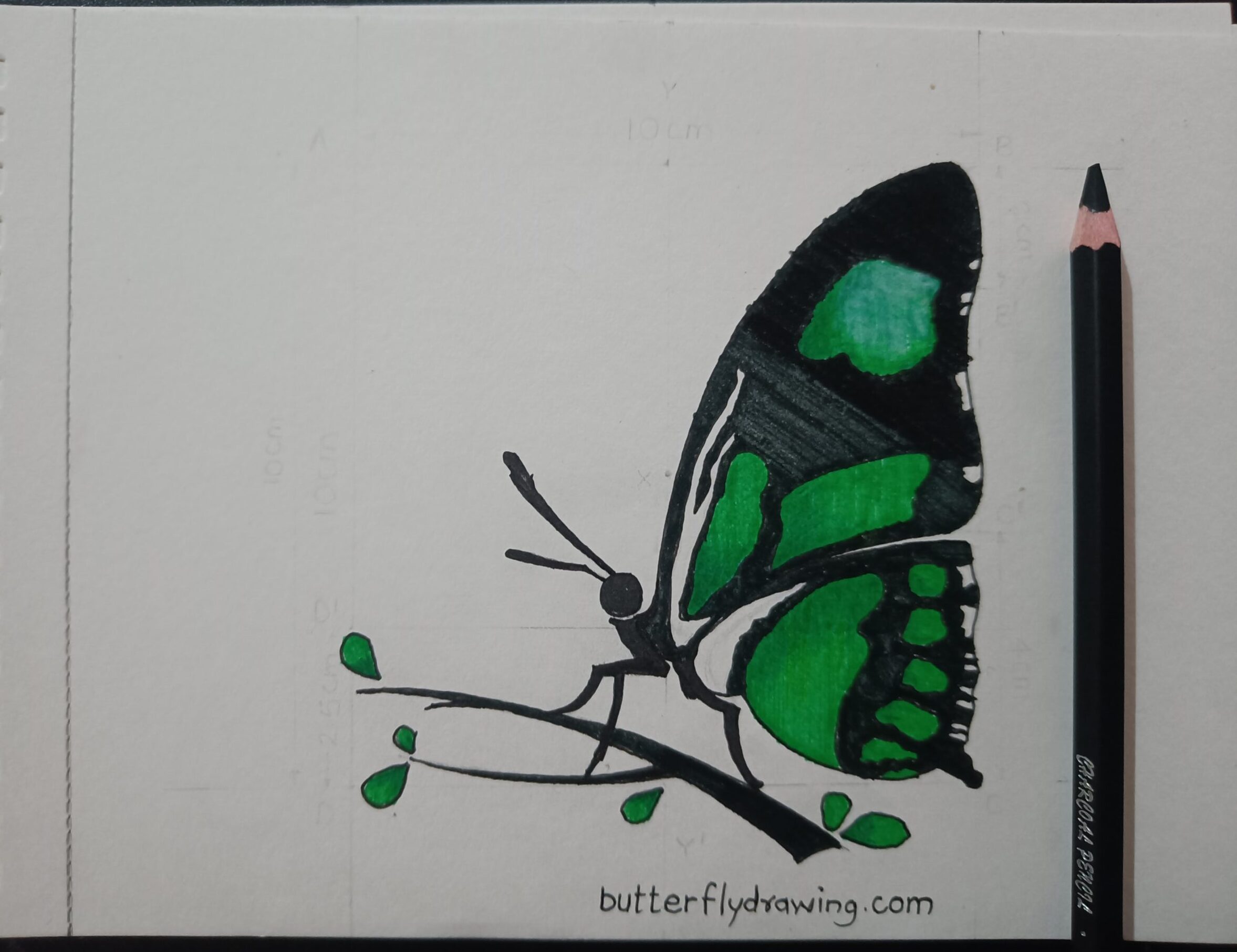 Step by Step butterfly drawing