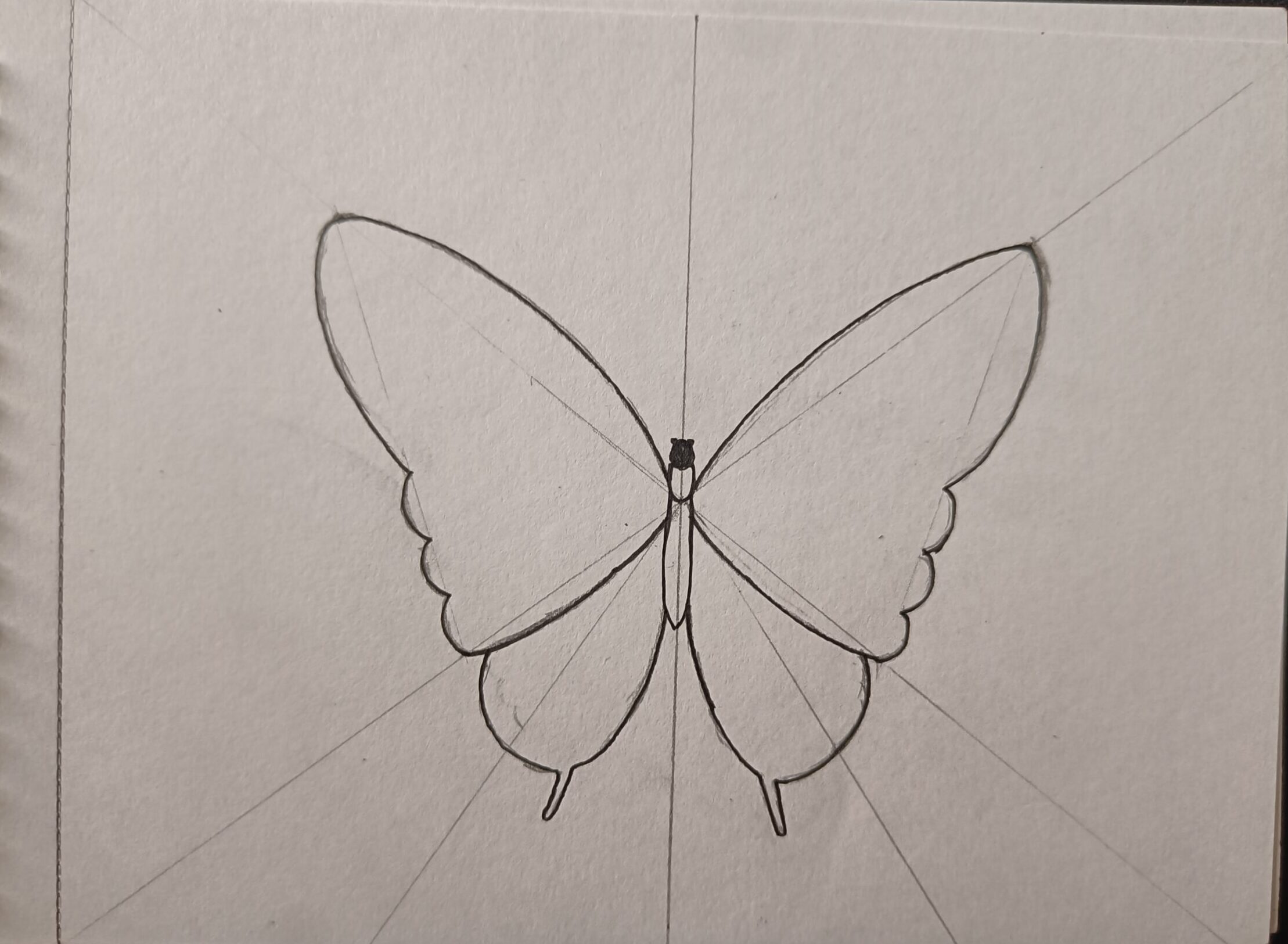 Step by Step Butterfly Drawing