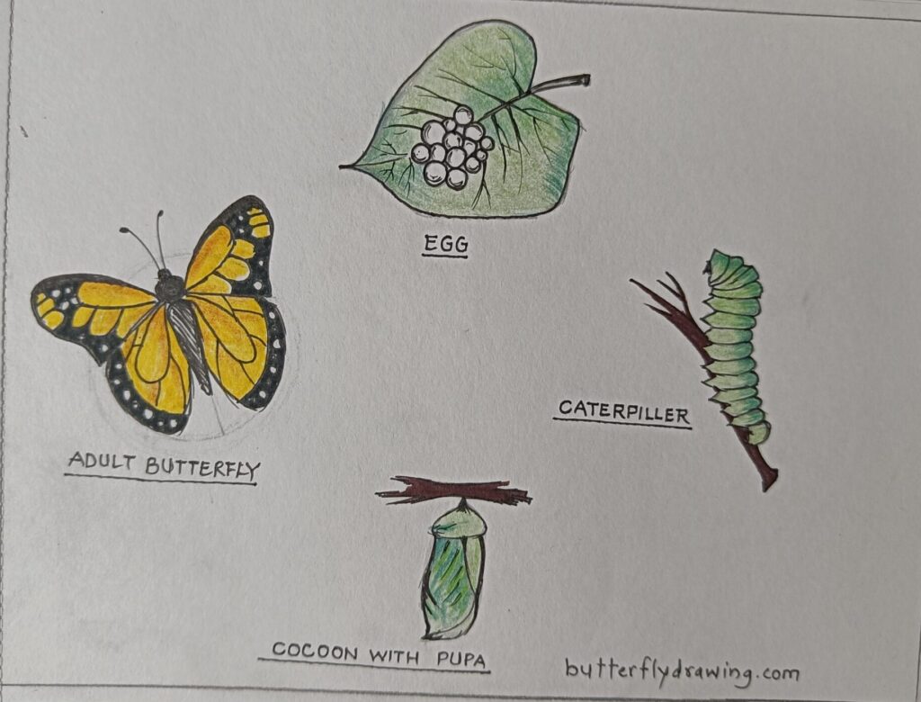 Life Cycle of Butterfly Drawing