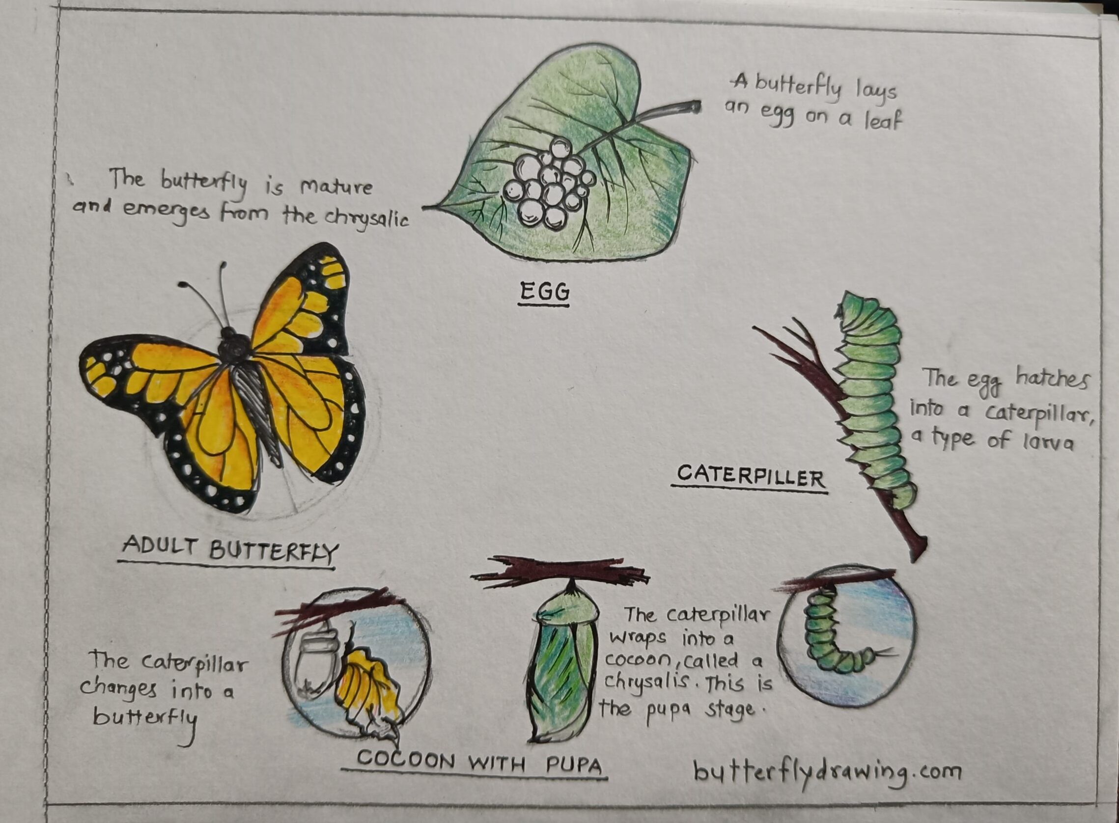 Life Cycle of Butterfly Drawing