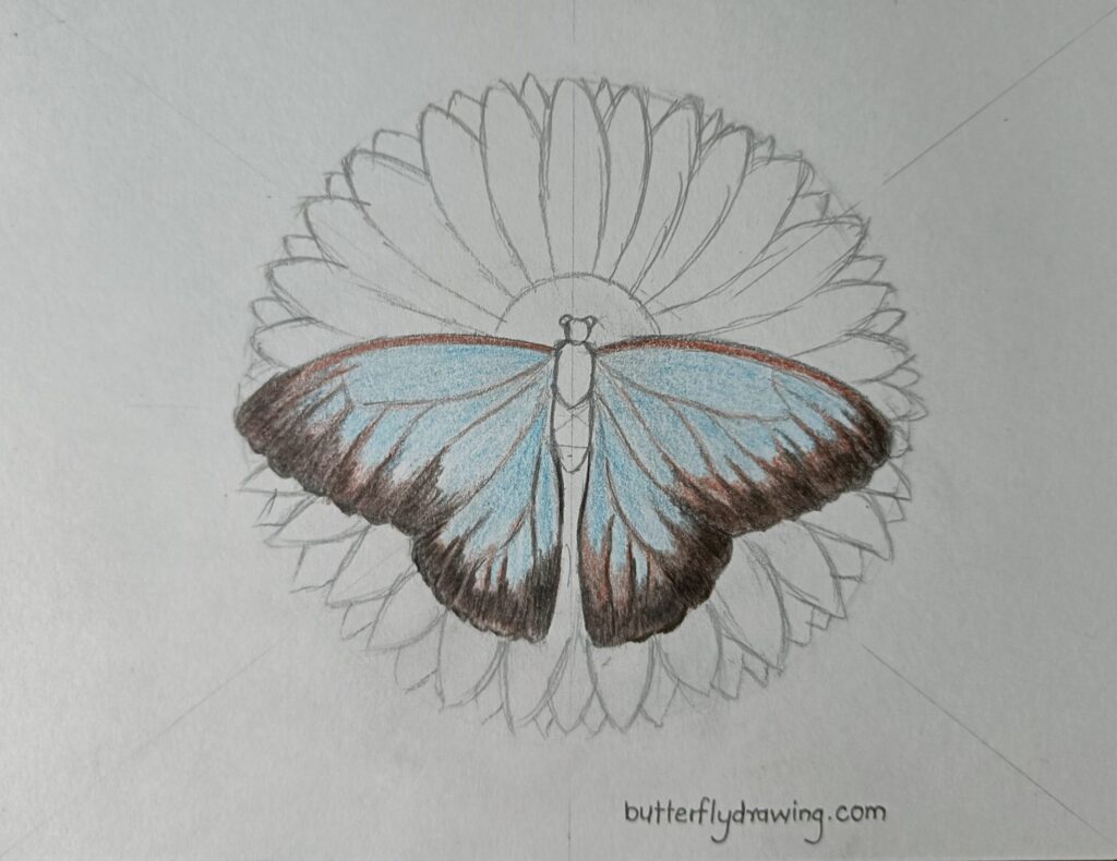 how to draw butterfly drawing