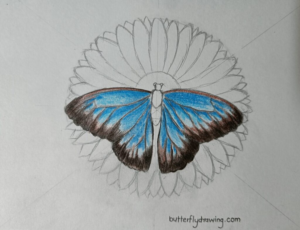 step by step butterfly drawing