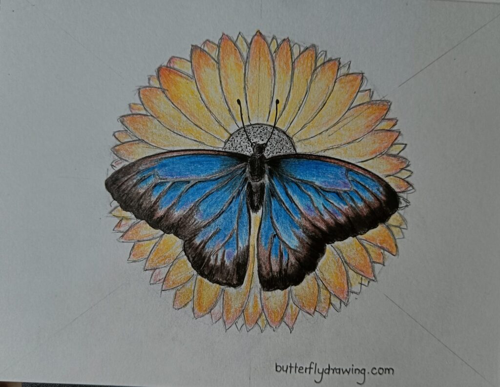 easy butterfly drawing with flowers