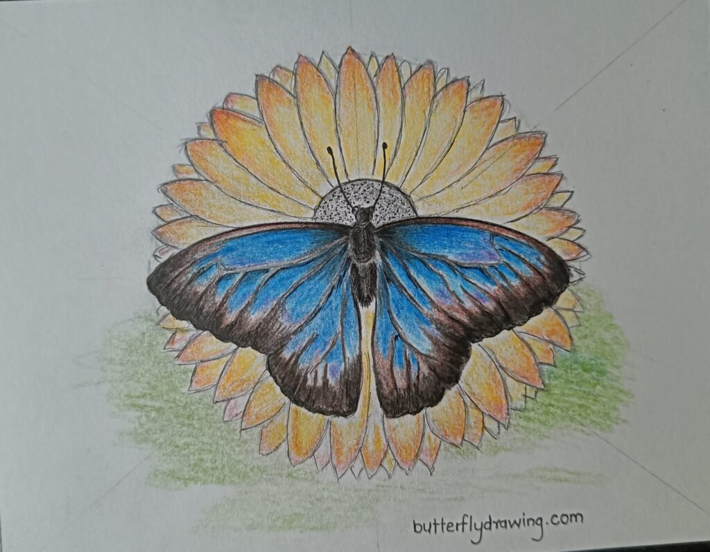 butterfly drawing with flowers