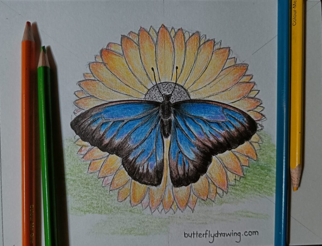 Butterfly Drawing with Flowers