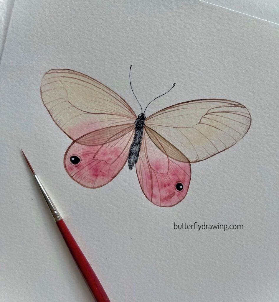 Simple butterfly Drawing