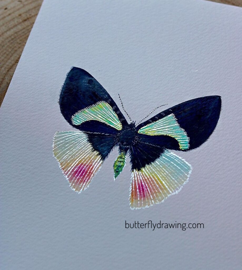 Metallic Butterfly drawing