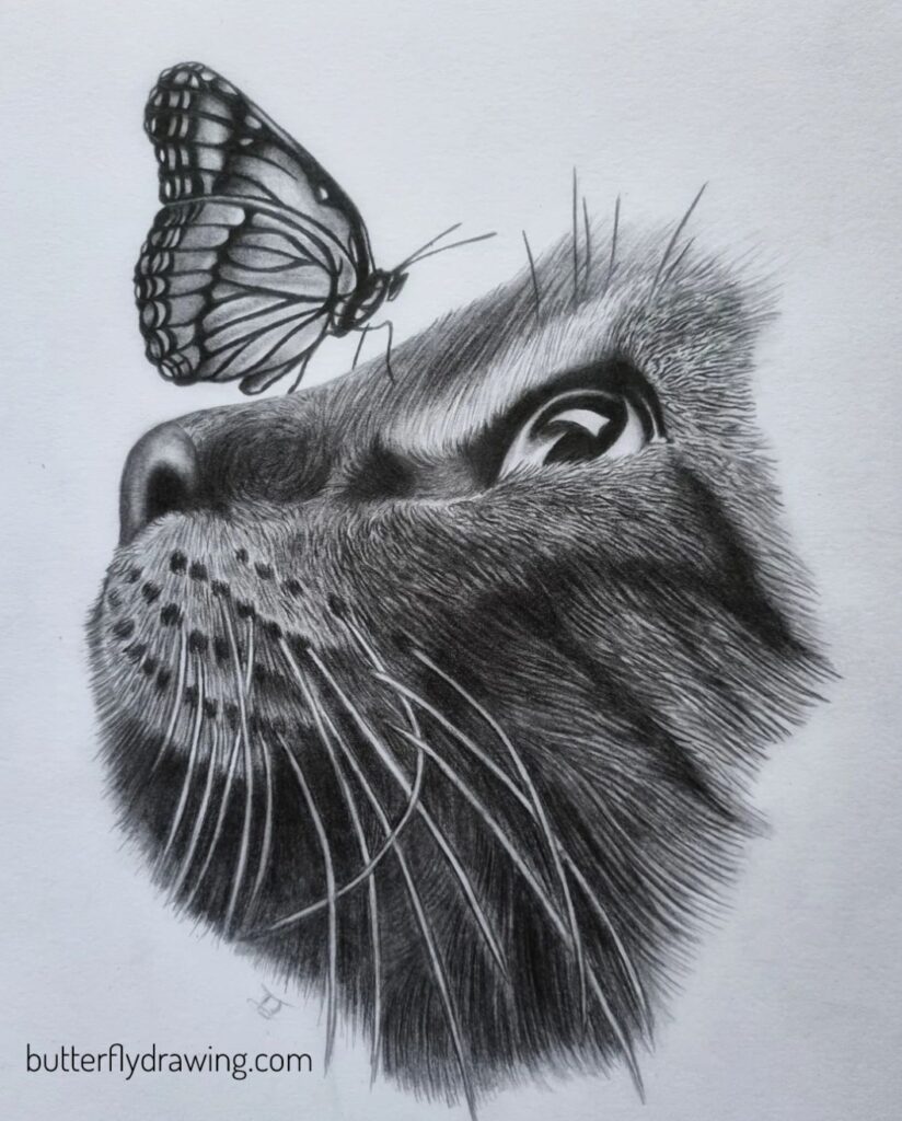 Cat and Butterfly Drawing