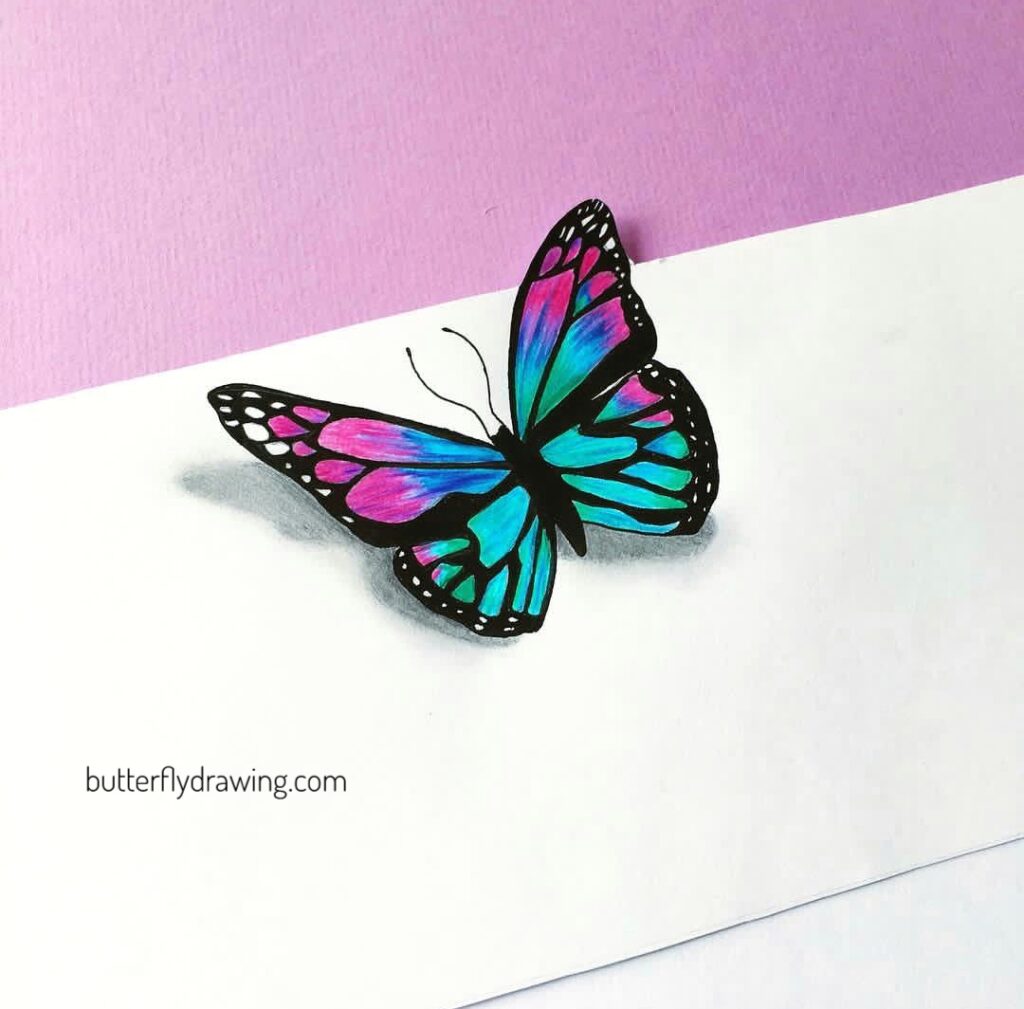 3d Butterfly Drawing