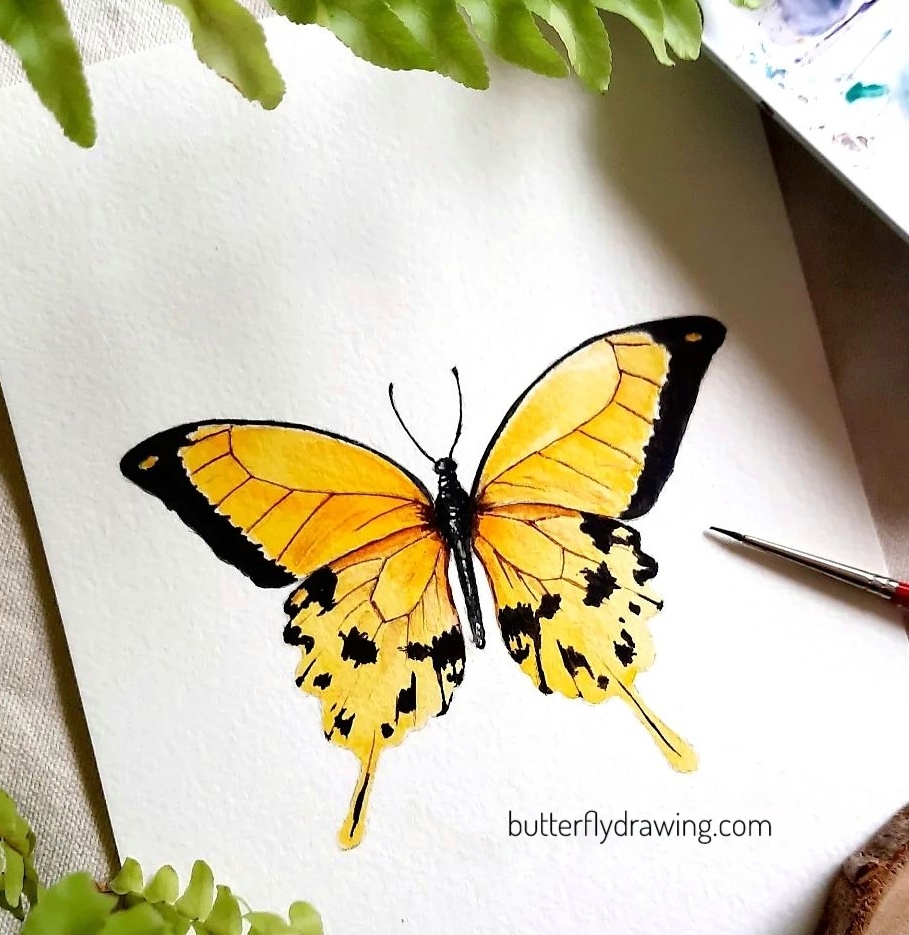 Yellow butterfly drawing